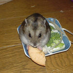 乾燥りんごチップにかじりついているユウキ