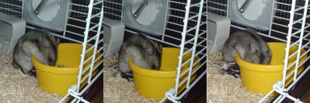 段々、顔がエサ入れに入り込んでいっています。