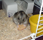 しんのすけくんにも乾燥りんごチップをあげています。