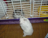 しんのすけくんとアイ初接触