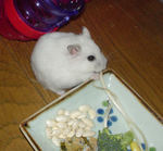 もやしを食べてるアイ