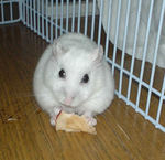 乾燥りんごチップを食べてるアイ