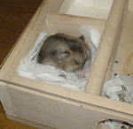 地下型巣箱の中で休んでいます