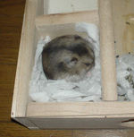 なんだか、眠そう。