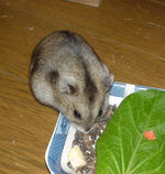 蕎麦の実をかき集めているユウキ