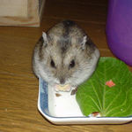 高野豆腐を食べるユウキ