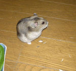 ヒマ種の殻だけ散らかしてます