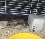 穴の開いたところから出てきたしんのすけくん