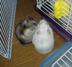 じゃれあうしんのすけくんとアイ