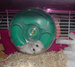 またまた、回し車カジカジ