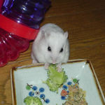 ブロッコリーを食べてるけど、なんか不機嫌そう