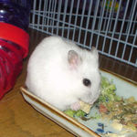 高野豆腐を食べているアイです。