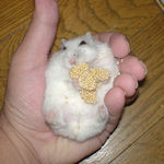 腹出し中のアイです