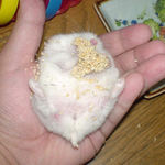 膣栓らしきものは確認できないが・・・