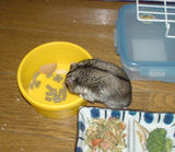 エサ入れに頭をつっこんでいる、しんのすけくん