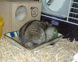 ブロッコリーを食べているしんのすけくん