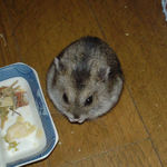 高野豆腐を食べるユウキ