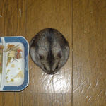 真上から見たところ。丸い・・・。