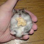 ユウキも腹出し食い