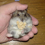 この間は、頭を撫でられても平気