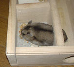 自分で貯めていた蕎麦の実に食いついているユウキ