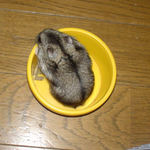 こうやってエサに釣られているあ間に掃除です。