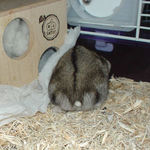 床に落ちている粟の穂をつまんでいる、しんのすけくん