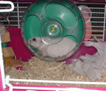 ガンガン回し車を回しています