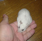 ヒマワリ種はもうアイの頬袋へ