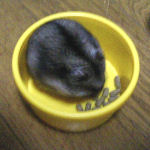 とりあえずハムセレを食べているところです