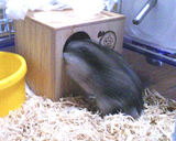 巣箱に戻るしんのすけくん