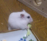 ブロッコリーに食いついているアイ