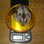 体重は先週とさほど変わらず