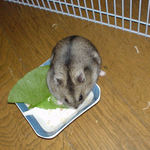 青梗菜に齧りついております