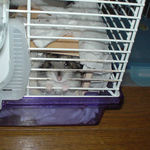 ケージカジカジ中のしんのすけくん