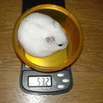 体重は減っていました