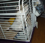 興奮気味にケージに登ってカジカジ