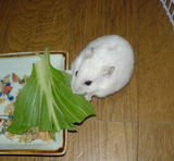 青梗菜にかじりつくアイ