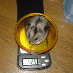 体重が減ってしまいました