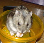 ミルワームを食べるしんのすけくん