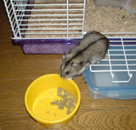 ペレットを食べに出てきています。