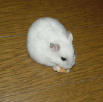 チーズを食べているアイ