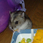 コーンを食べているユウキ