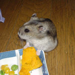 かぼちゃに手を乗せて食べようか悩み中!?