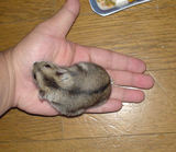 手乗りのユウキ