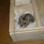 上の部屋におしっこが・・・