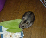 キャベツにかじりつくユウキ