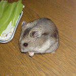 コメコメポップを食べるユウキ