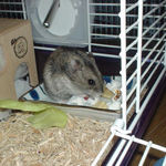 ポップコーンを食べるしんのすけくん