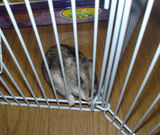 アイに夢中、カジカジ中